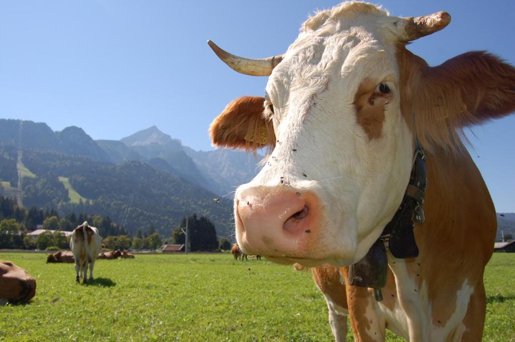 Zur Schoenen Aussicht Hotel Garni Garmisch-Partenkirchen Kültér fotó